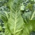 牛心甘蓝有现货技术种植专业装车品质优良无虫眼无烧边