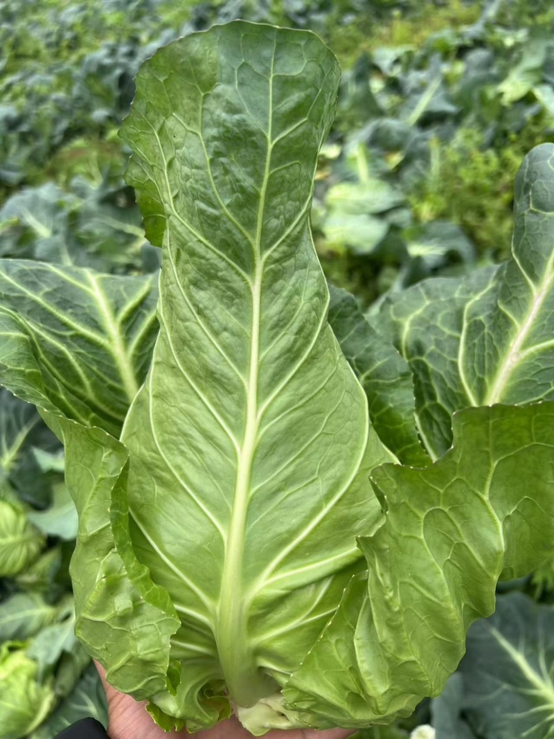 牛心甘蓝有现货技术种植专业装车品质优良无虫眼无烧边
