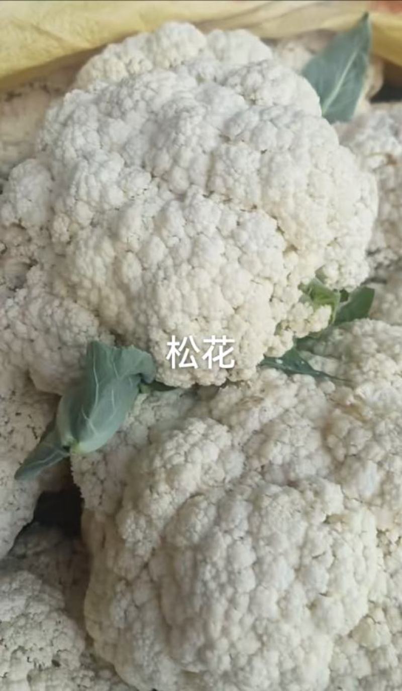 花菜种子喜松100天大花球小米粒靑梗抗病力强产量高