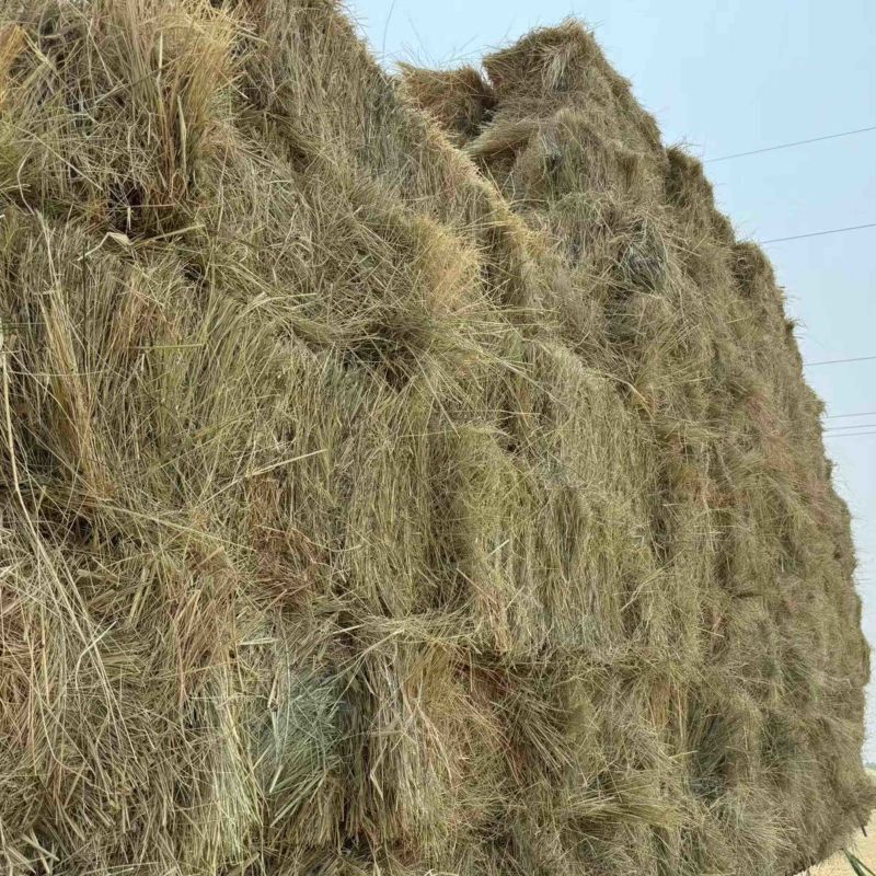 牛羊草优质草料喂牛羊马草养殖专用可视频看货