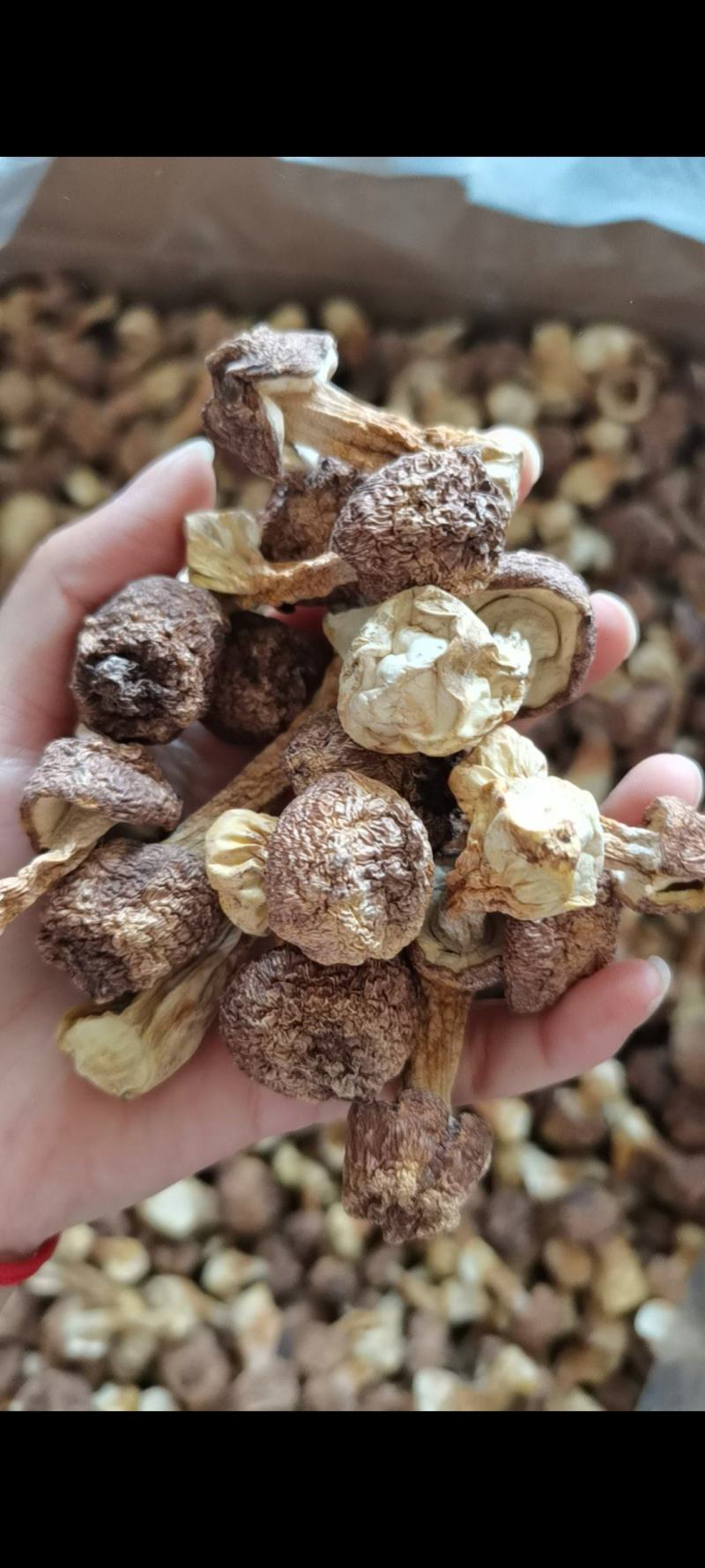 姬松茸巴西菇干货批发处理欢迎新老客户进店咨询