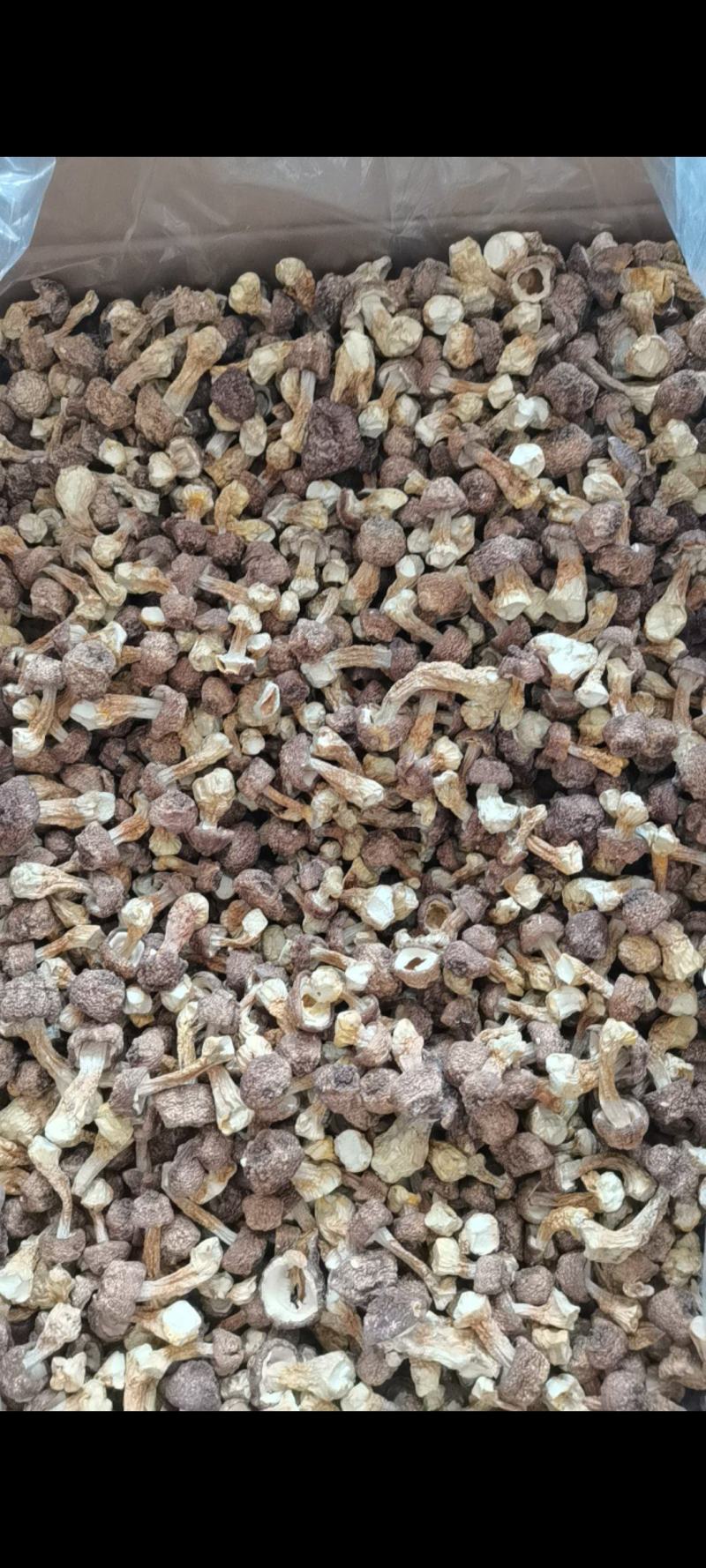 姬松茸巴西菇干货批发处理欢迎新老客户进店咨询