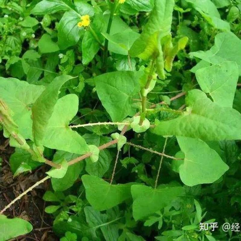 蛇到退杠板归场地直发量大从优