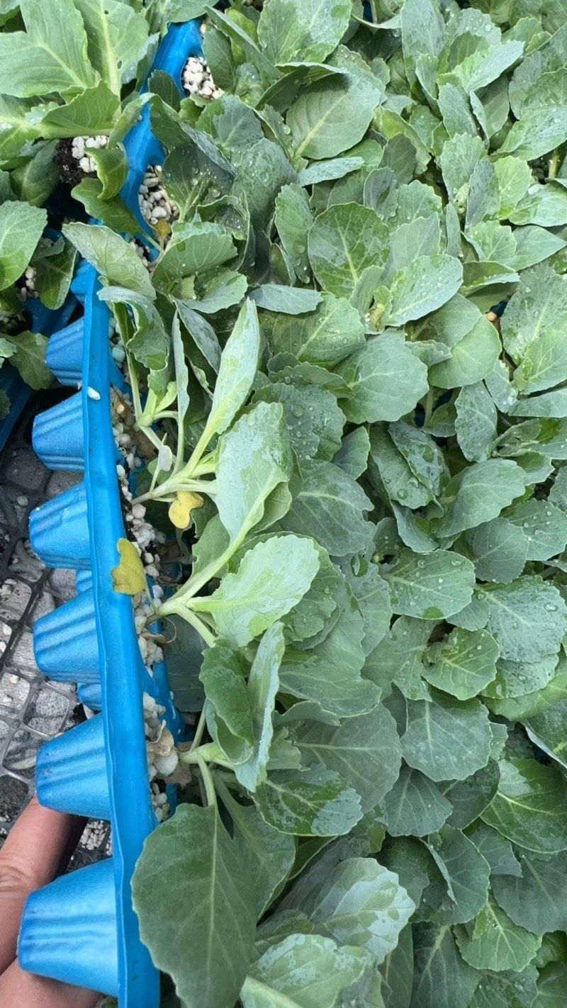 包菜苗甘蓝苗韩绿甘蓝苗黄芯甘蓝苗耐热高产抗病口感好