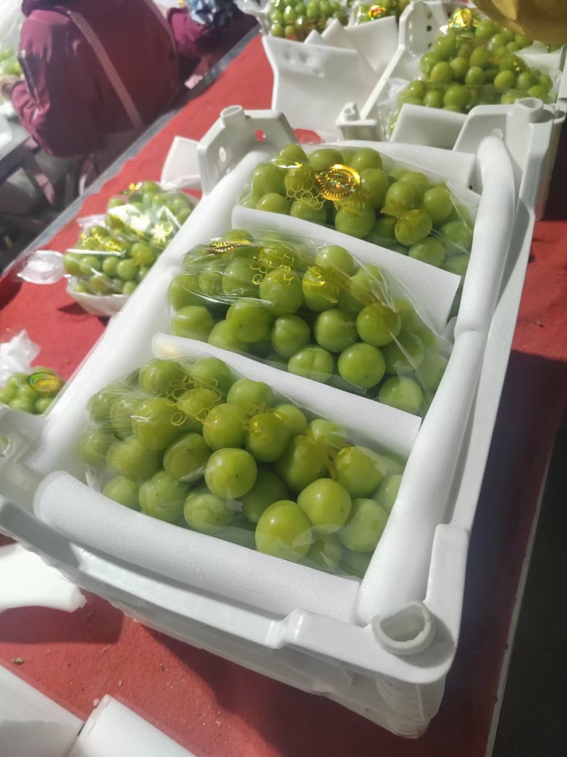 【阳光玫瑰】湖南常德阳光玫瑰葡萄产地直发颗粒大口感好