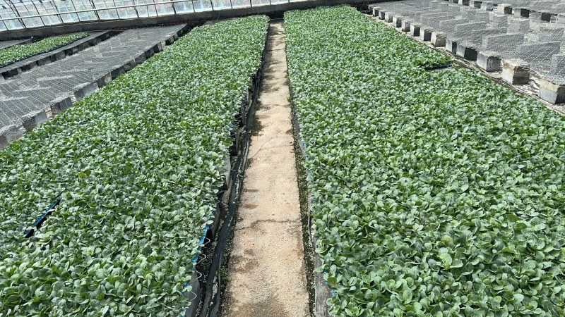 包菜苗甘蓝苗韩绿甘蓝苗黄芯甘蓝苗耐热高产抗病口感好