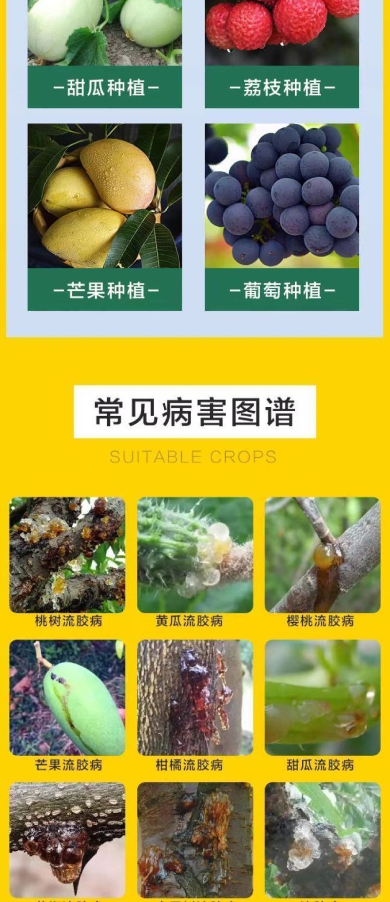 流胶一喷净果树花椒桃树流胶病专用真菌细菌溶解剂微生物菌剂