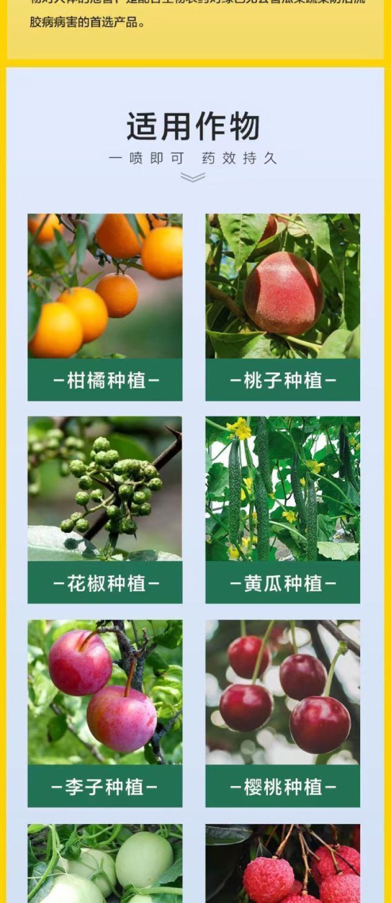 流胶一喷净果树花椒桃树流胶病专用真菌细菌溶解剂微生物菌剂