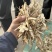 正规货源当归特卖超高性价比随时可聊滋补养生**