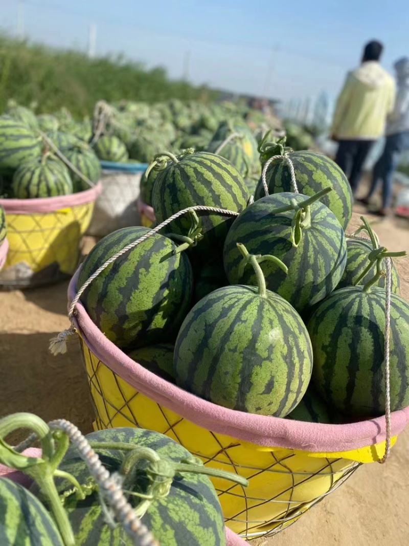 甘肃麒麟西瓜无籽麒麟西瓜大量供应产地直发对接全国市场