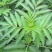大山里的接骨草场地直发量大从优