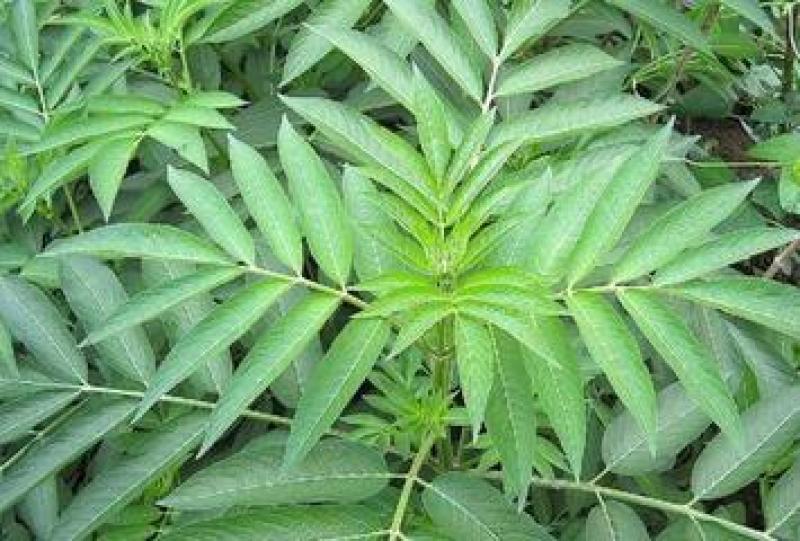 大山里的接骨草场地直发量大从优