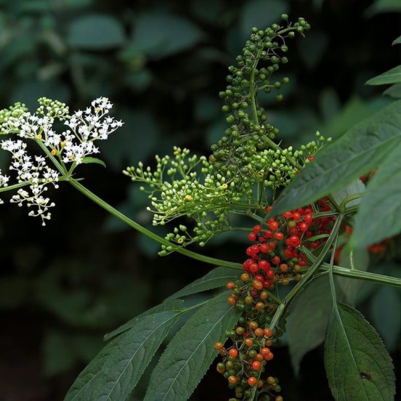 大山里的接骨草场地直发量大从优