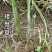 大山里的接骨草场地直发量大从优