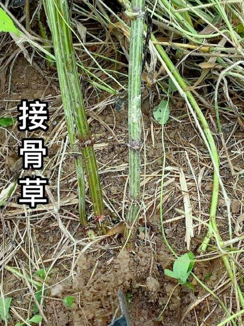大山里的接骨草场地直发量大从优