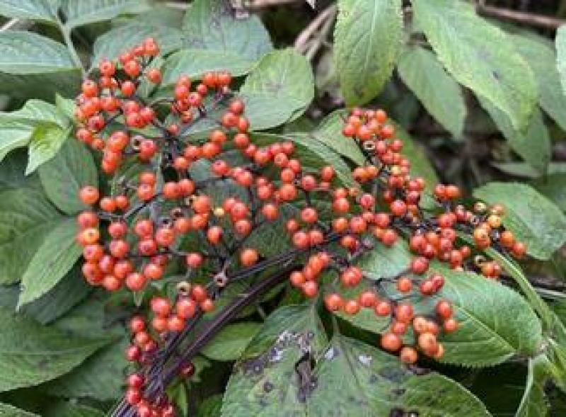 大山里的接骨草场地直发量大从优