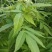 大山里的接骨草场地直发量大从优