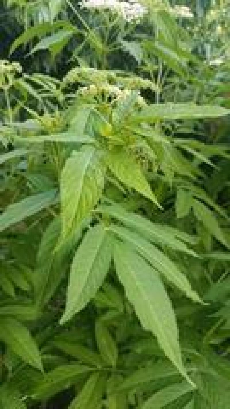 大山里的接骨草场地直发量大从优