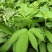 大山里的接骨草场地直发量大从优