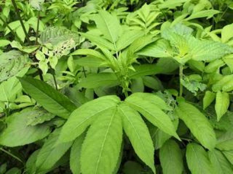 大山里的接骨草场地直发量大从优