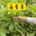 大山里的接骨草场地直发量大从优