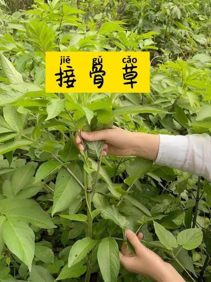 大山里的接骨草场地直发量大从优