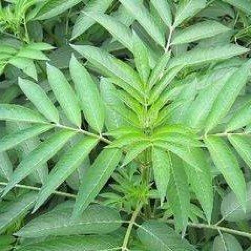 大山里的接骨草场地直发量大从优
