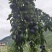 四川汉源李子五月脆李高山货，产地一手货源，欢迎各地老板采购