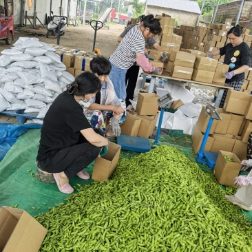 山东精品毛豆，平台，电商，大量有货欢迎进店咨询