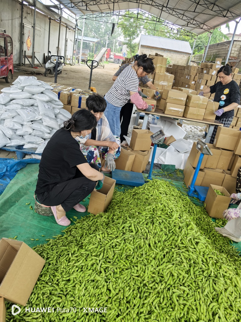 山东精品毛豆，平台，电商，大量有货欢迎进店咨询