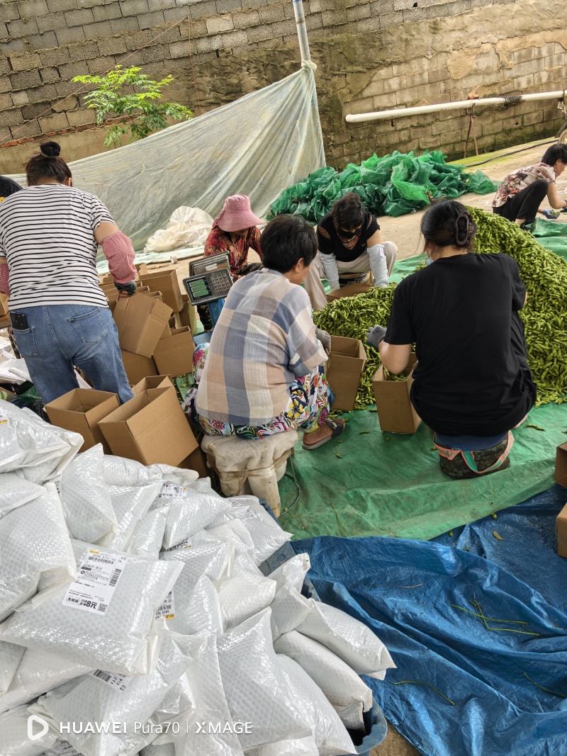 山东精品毛豆，平台，电商，大量有货欢迎进店咨询