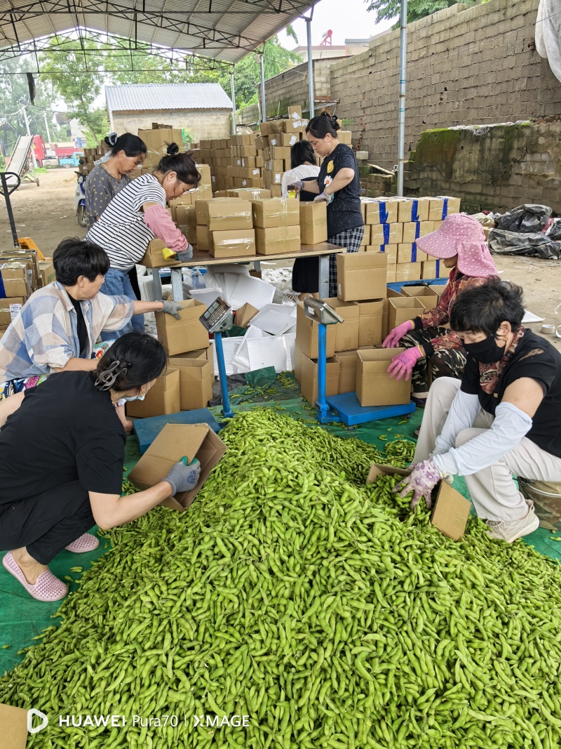 山东精品毛豆，平台，电商，大量有货欢迎进店咨询