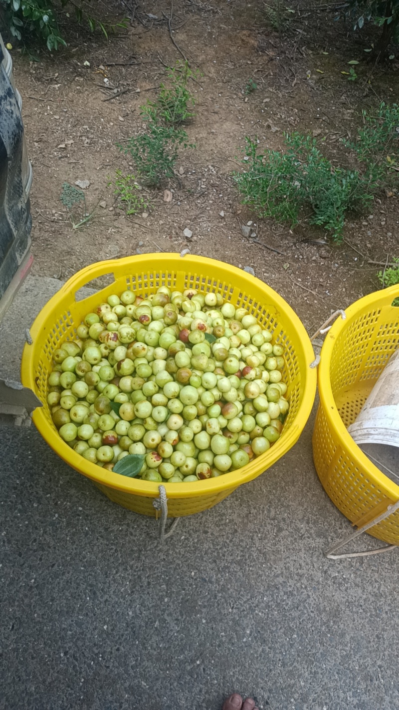 广西桂林高端夏枣.大量上市中欢迎进店选购