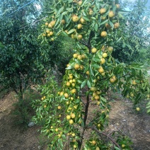 广西桂林高端夏枣.大量上市中欢迎进店选购