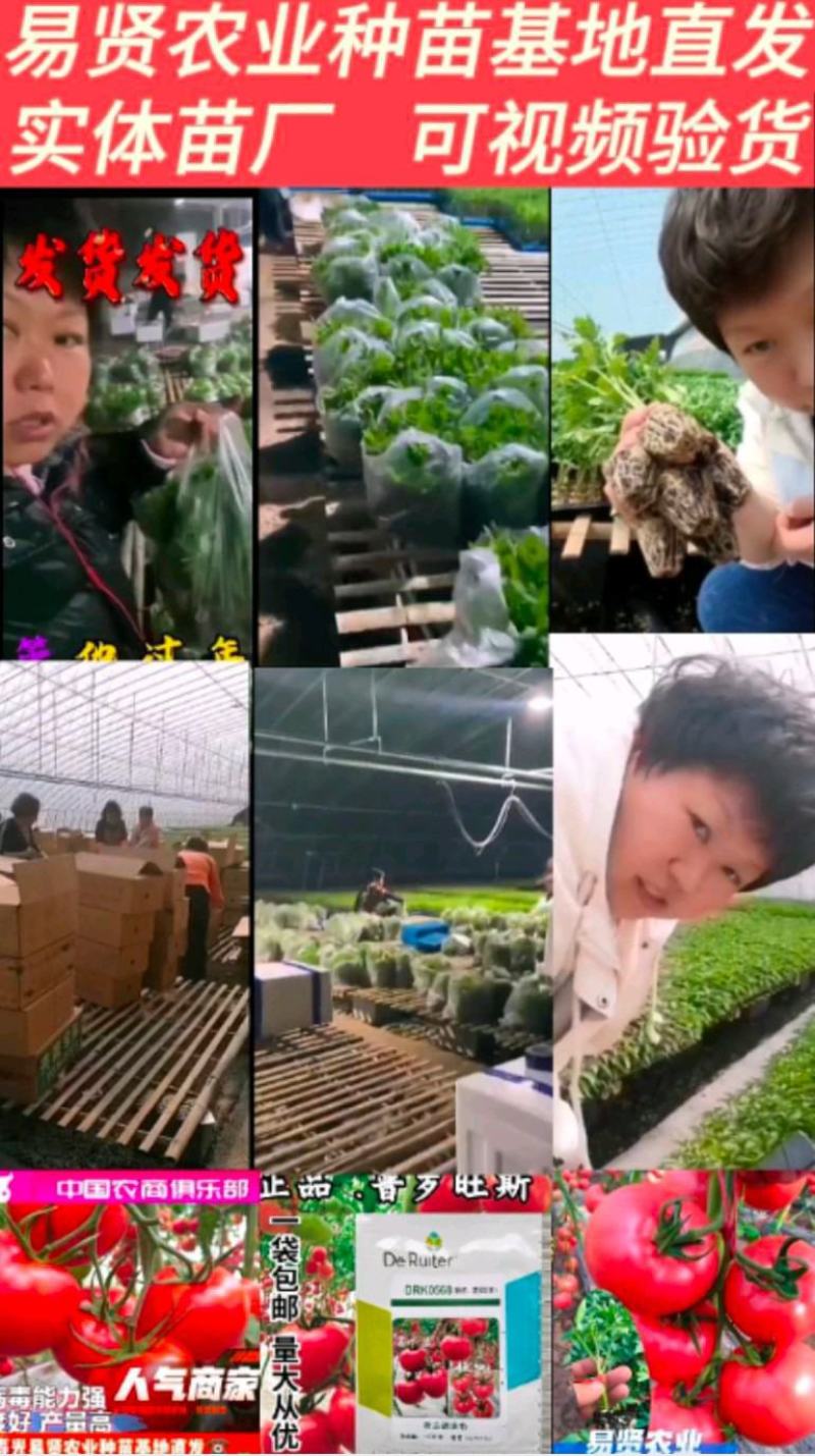 线椒苗黑冠黑线椒黄冠黄线椒加长线椒产量高耐低温抗性好