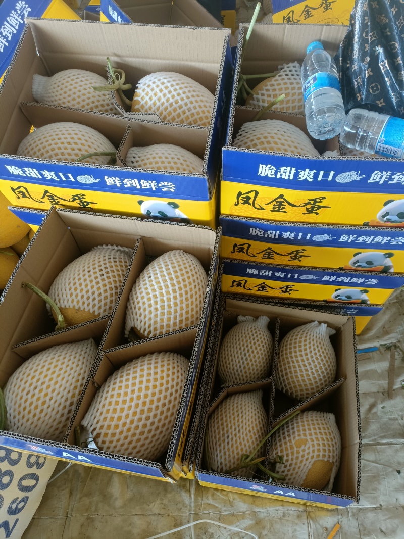 甘肃民勤金色年华哈密瓜专业代办一条龙服务欢迎来电咨询
