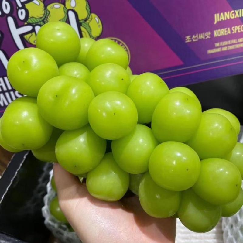 精品阳光玫瑰品质好价格美产地直发量大从优可视频看货