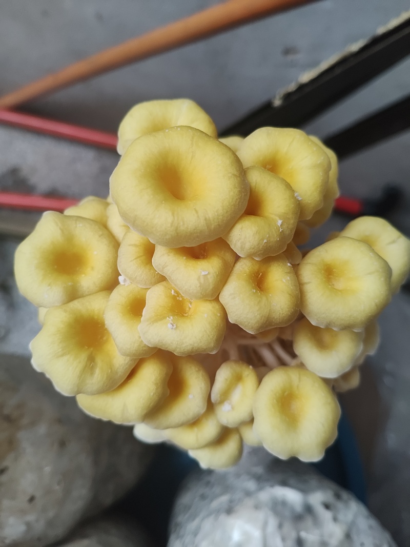 食用菌鲜品，榆黄菇（鸡油菌，黄金菇）鲜菇，