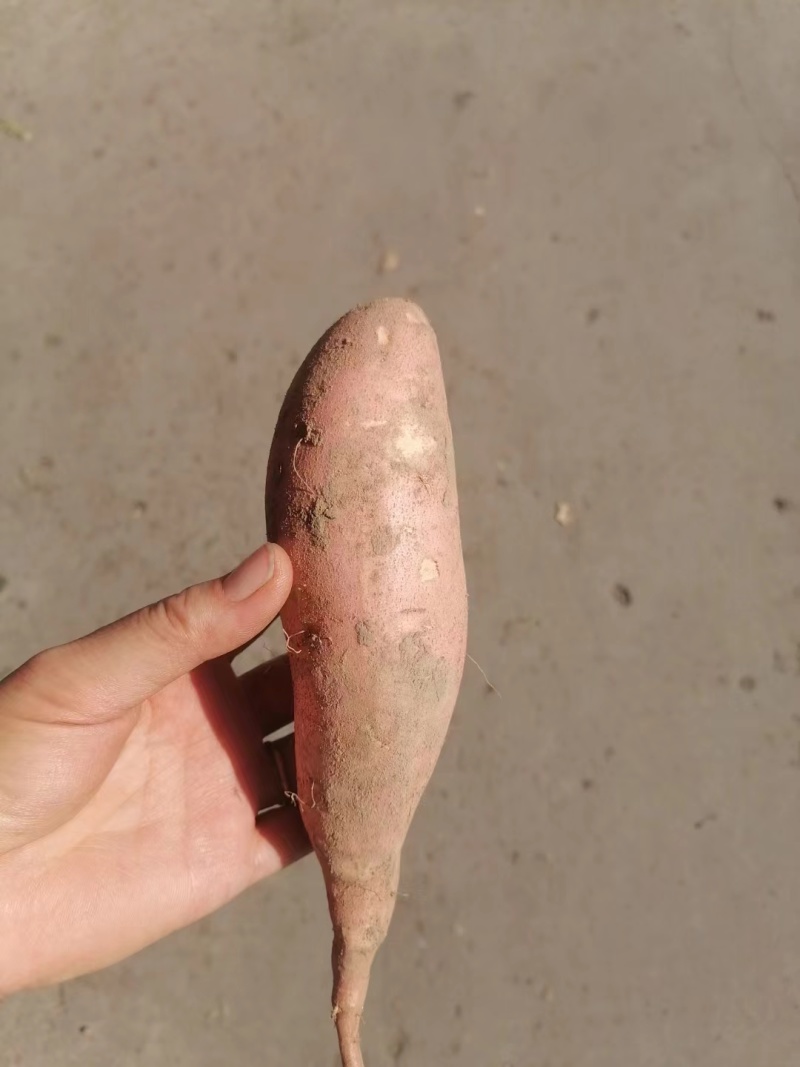 精品龙薯九号黄心蜜薯质量保证产地直供可实地看货