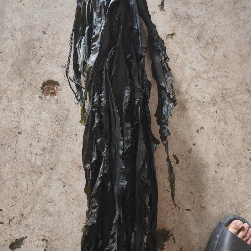 烘干海带，无沙，无黄叶，，高泡发，中药材，化工原料