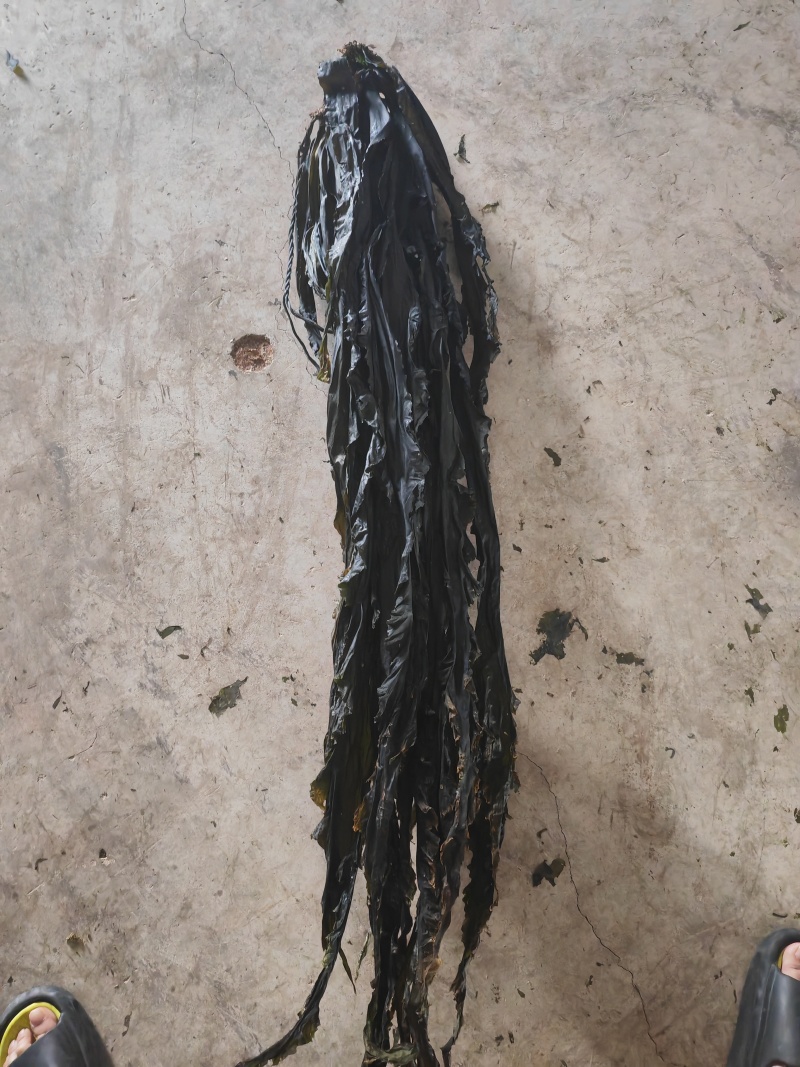 烘干海带，无沙，无黄叶，，高泡发，中药材，化工原料