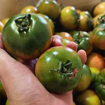 草莓番茄/基地直供价格优势品质保证