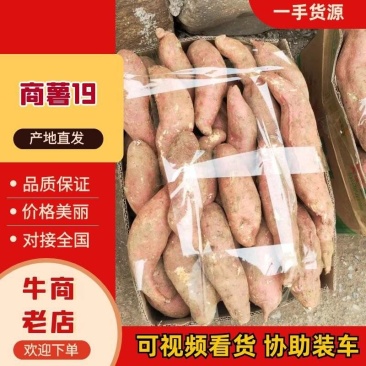 【商薯19】河南洛阳红薯产地直供万亩基地对接电商批发市场