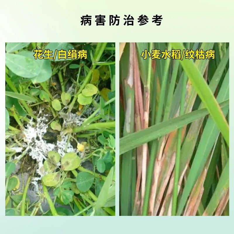 保彪-240克/升噻呋酰胺白腐病纹枯病内吸性农业杀菌剂
