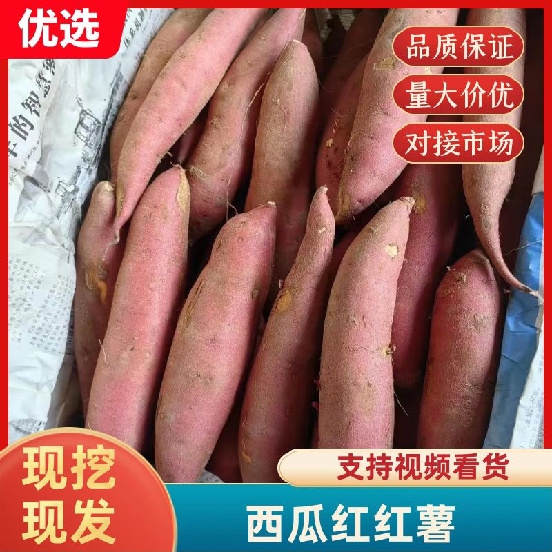 【西瓜红】洛阳西瓜红红薯品种规格齐全对接电商批发市场
