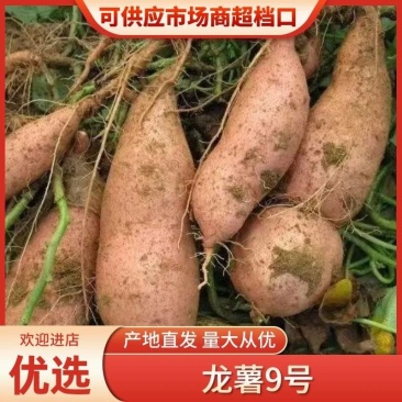 精品龙薯九号黄心蜜薯质量保证产地直供可实地看货