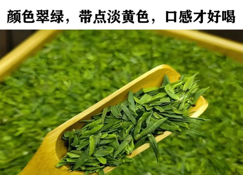 贵州雀舌茶片批发零售包邮到家一件代发