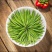 贵州雀舌茶片批发零售包邮到家一件代发