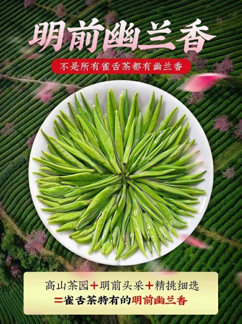 贵州雀舌茶片批发零售包邮到家一件代发