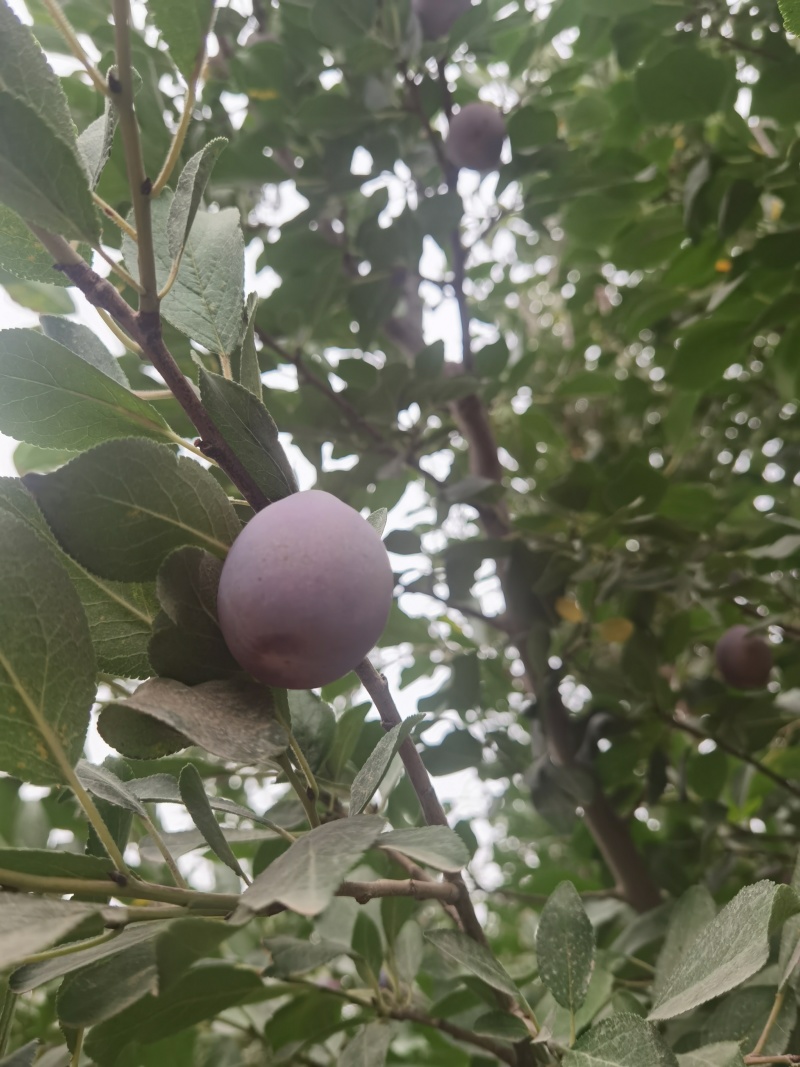 新疆法兰西西梅